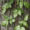Thumbnail Cure Poison Ivy Naturally